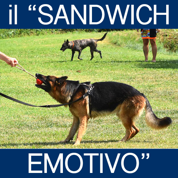 aggressività del cane al guinzaglio