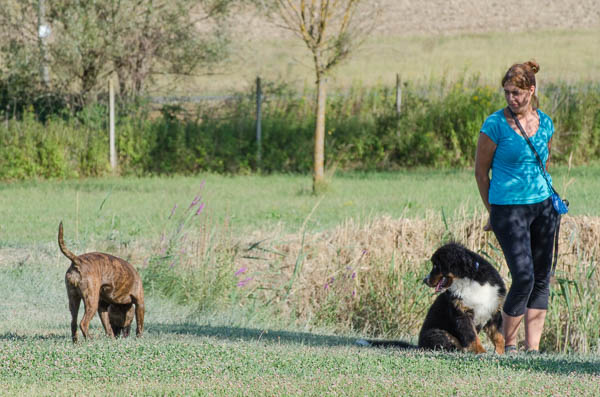 comunicare con il cane