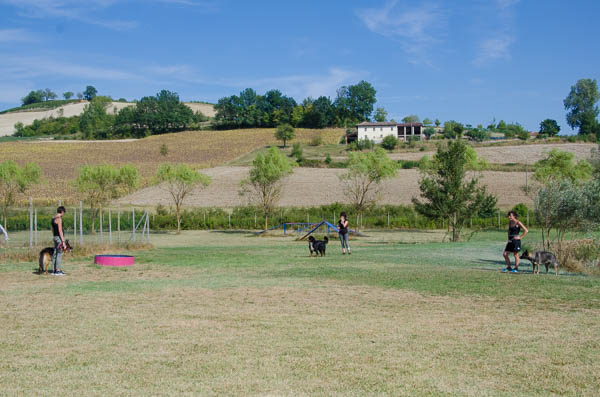 distanza sociale del cane
