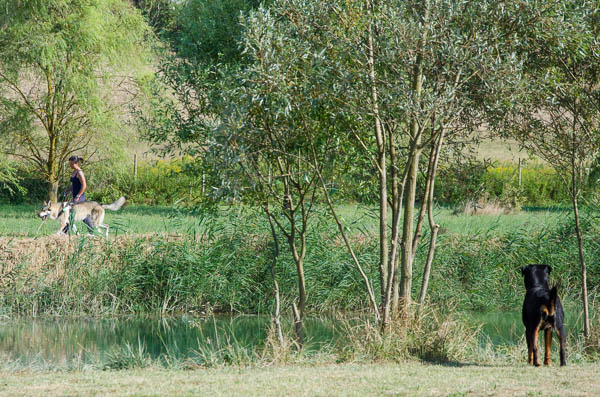 comunicazione sociale del cane