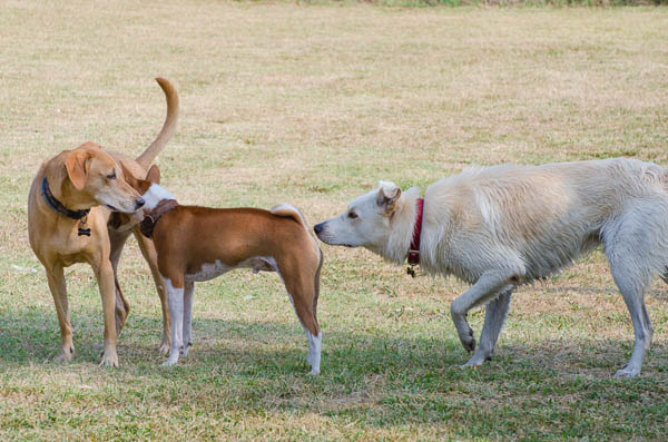 marcature del cane annusare area ano-genitale