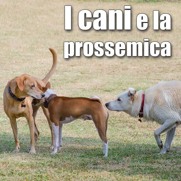 le distanze nella comunicazione del cane