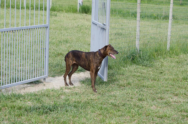 recuperare cani aggressivi
