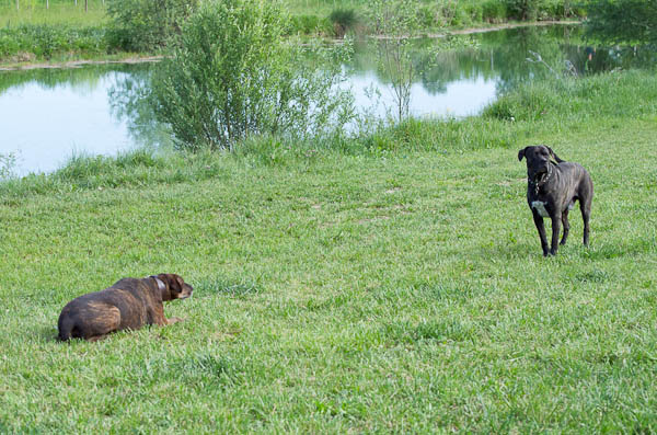 probelma cani aggressivi