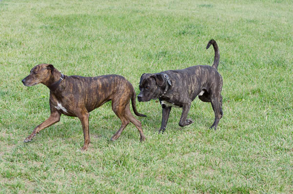 recupero cani aggressivi