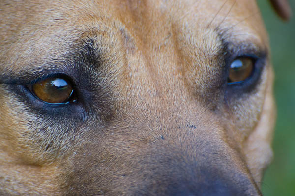 recupero cane canile