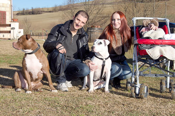pitbull famiglia