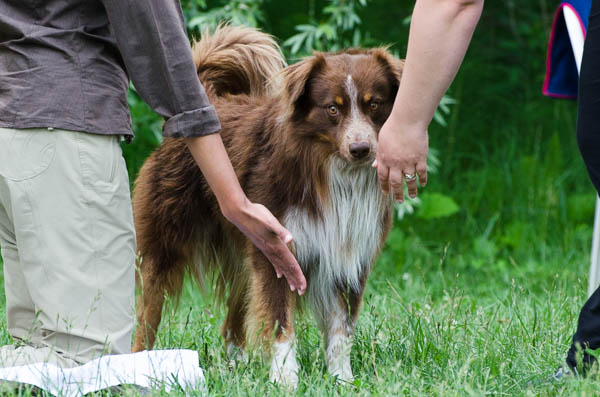 obedience preparazione del cane in apprendimento