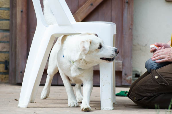 addestramento del cane in apprendimento