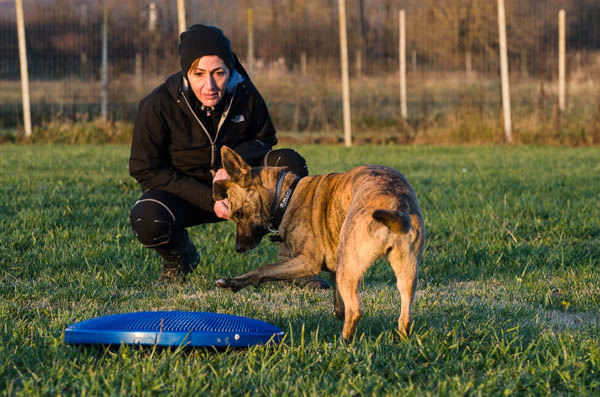 lavoro col cane in apprendimento