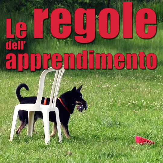 socializzare il cane