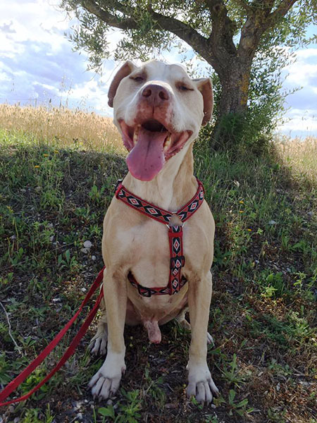 come educare il pitbull