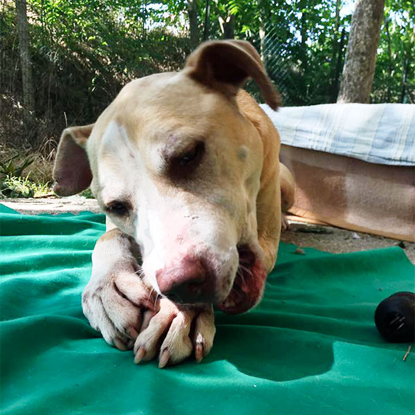 giocare con un pitbull