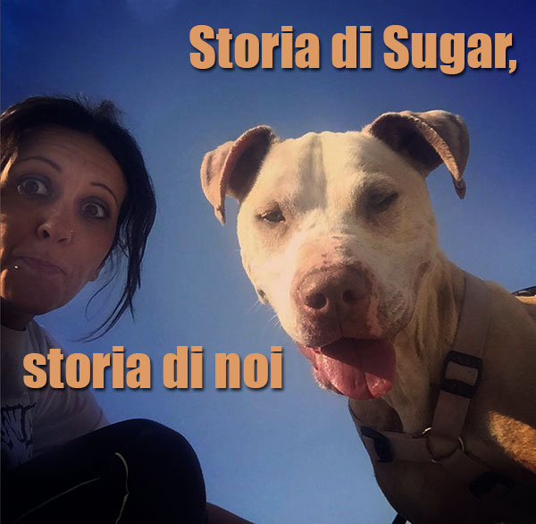 adozione pitbull irruento