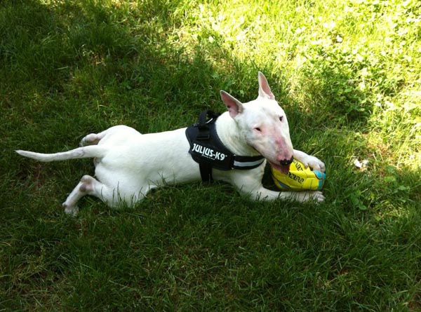 rescue cane bull terrier recupero