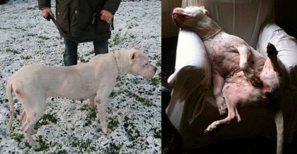 rescue cane dogo argentino recupero