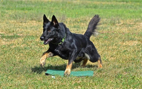 il rinforzo positivo in obedience