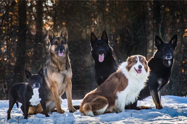 gruppo di cani di famiglia