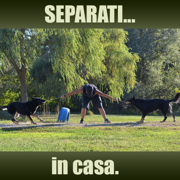 aggressione tra due cani in casa