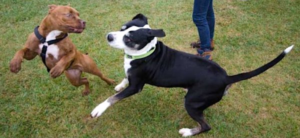 comportamento di predazione nel cane