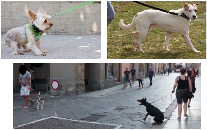 cane pauroso al guinzaglio