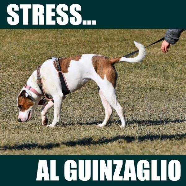 cane pauroso al guinzaglio