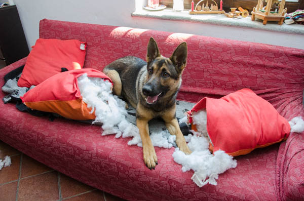 cane distrugge mobili