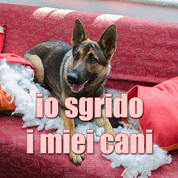 educazione del cane