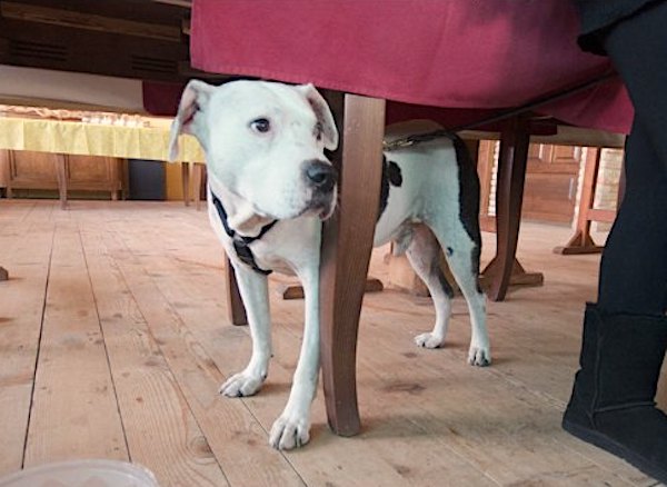 cane spaventato in casa