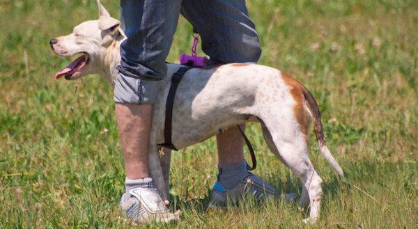 cane tra le gambe del proprietario