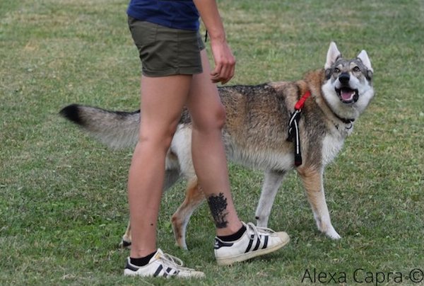 cane in sicurezza con il proprietario