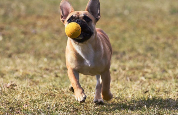 french bouldogue francese