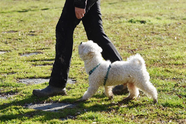 la condotta al piede in obedience