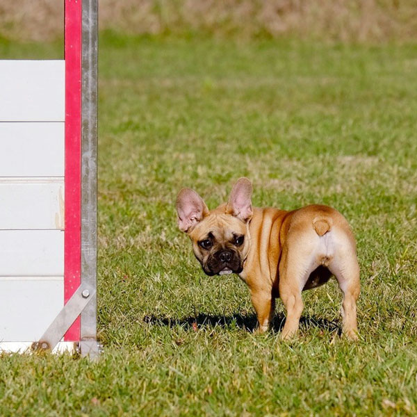 le prestazioni del cane sportivo