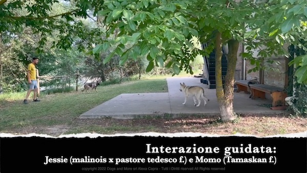 comportamento di gioco del cucciolo