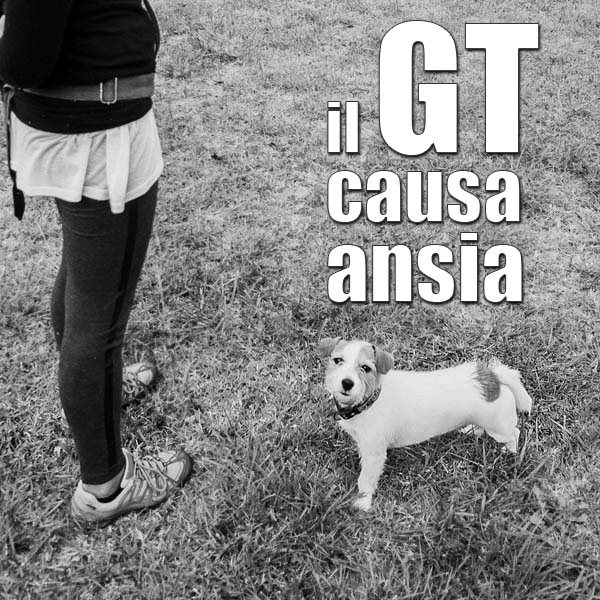 addestrare il cane al gentle team
