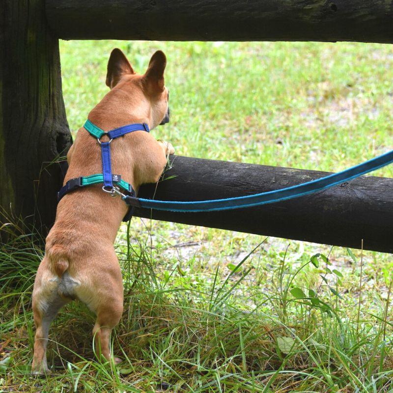 il cane al guinzaglio
