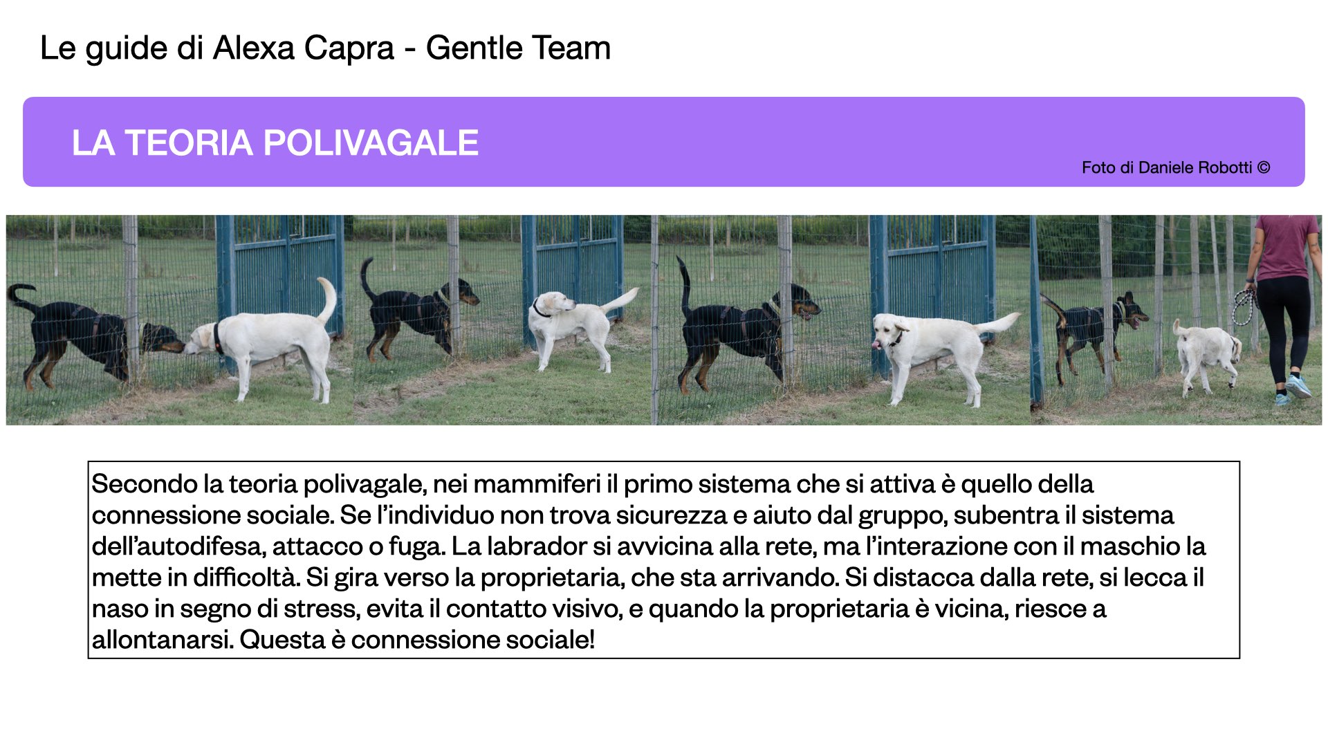 comportamento di attacco e fuga nel cane