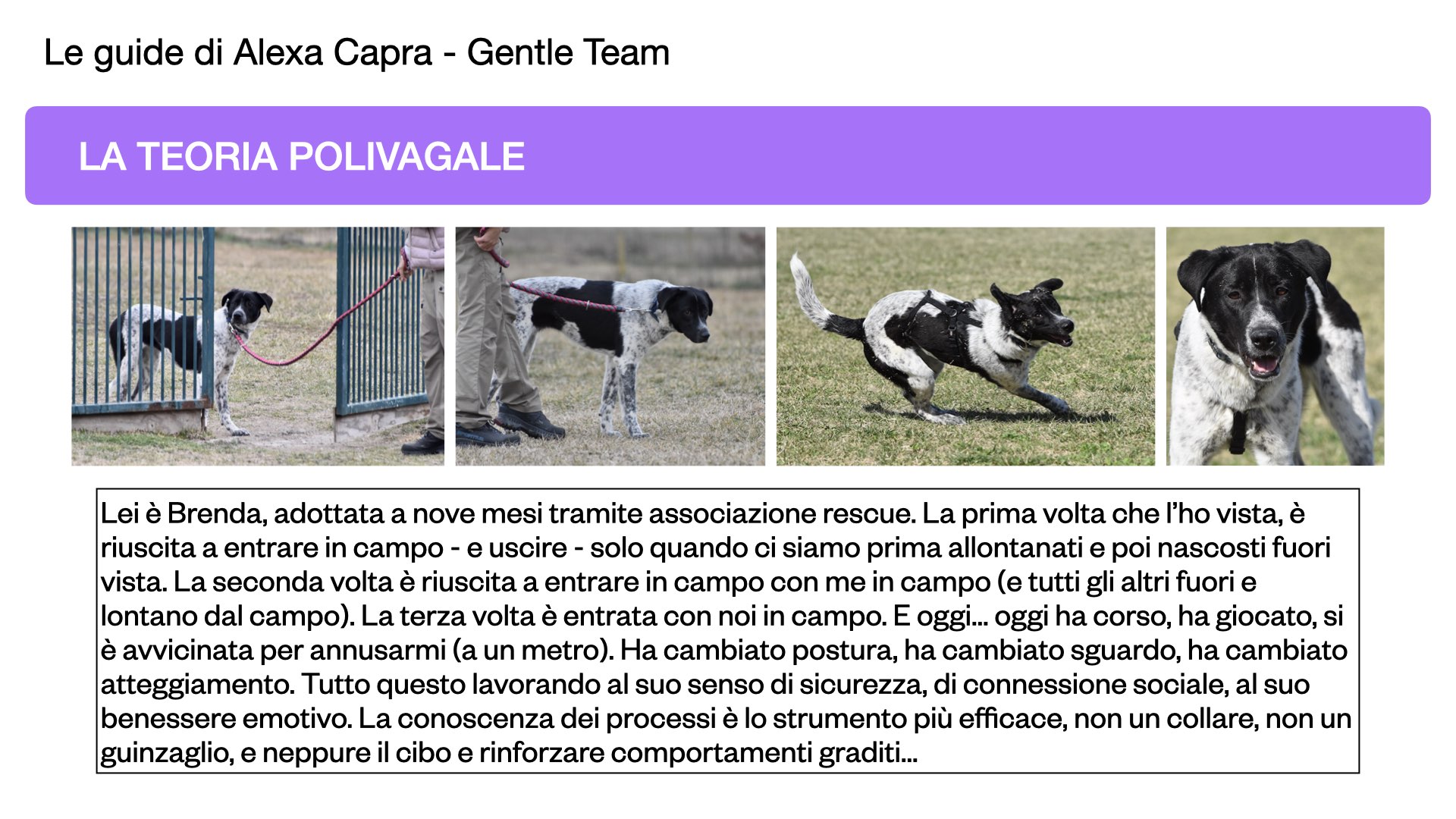 recupero comportamentale del cane di canile