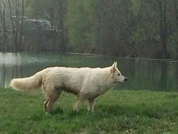 valutazione cane 4554