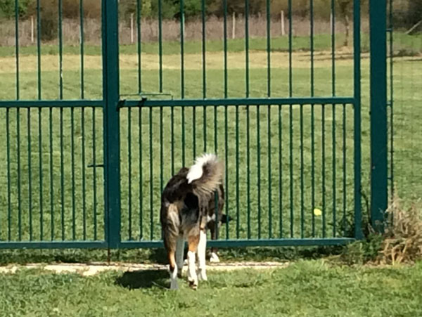 valutazione cane gruppo sociale 5165