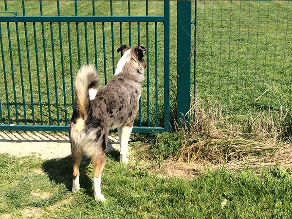 valutazione cane gruppo sociale