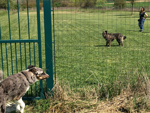 valutazione cane gruppo sociale
