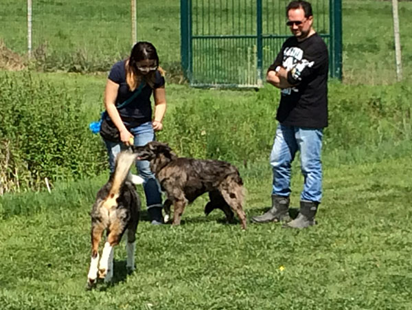 valutazione cane gruppo sociale