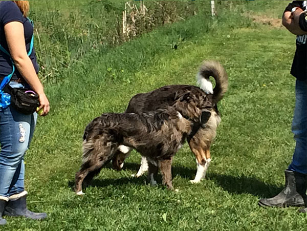 valutazione cane gruppo sociale