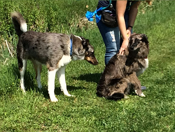 valutazione cane gruppo sociale