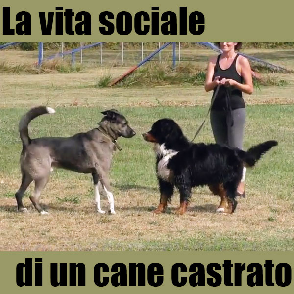 comportamento dei cani castrati