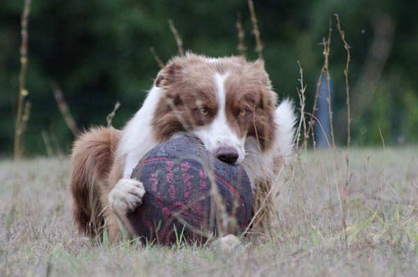 vivere cane aggressivo