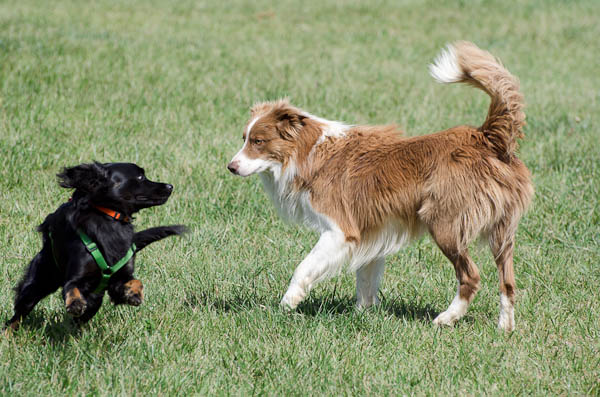 vivere cane aggressivo border collie