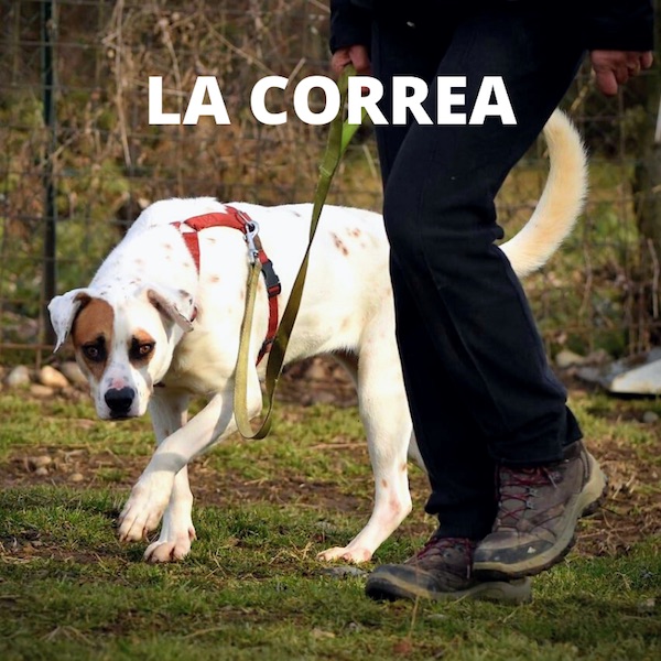 el perro con correa